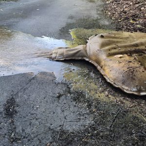 Dewatering Bags